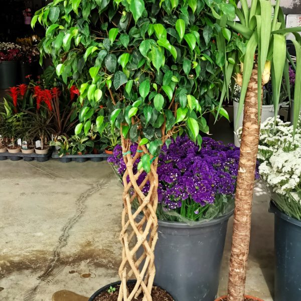 Ficus Benjamin Sutun