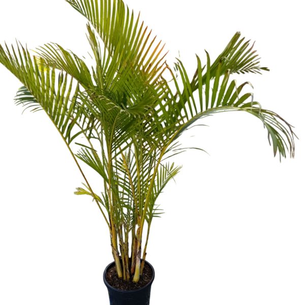 areca palmiyesi izmir