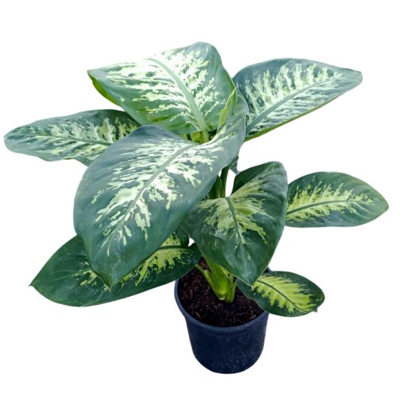 dieffenbachia cicegi
