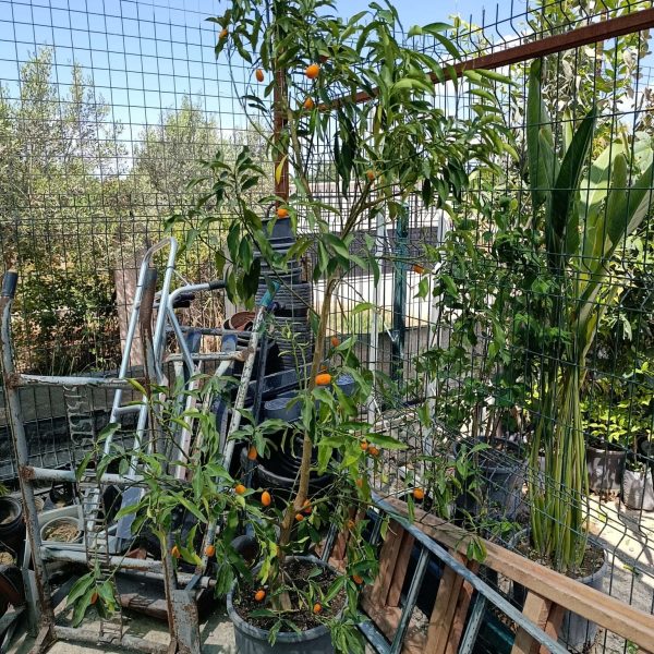 kumkat agaci izmir menderes