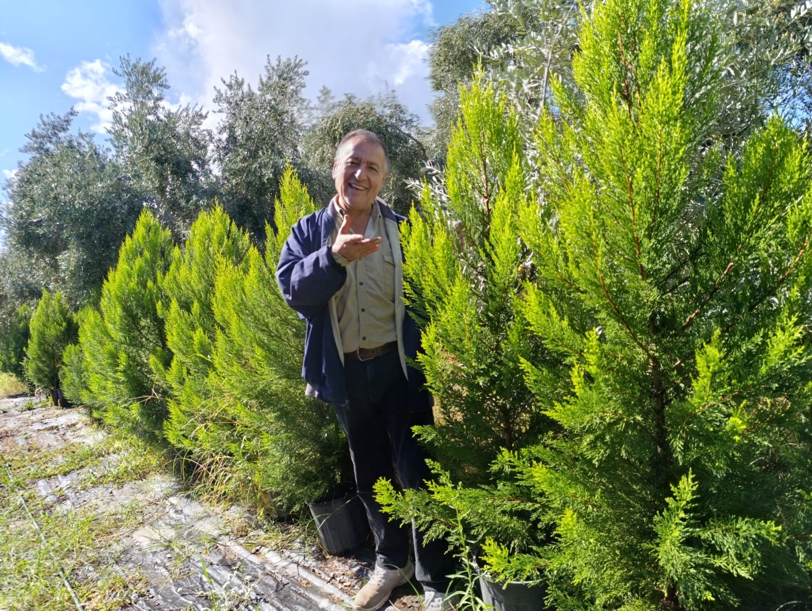limon selvi peyzaj izmir