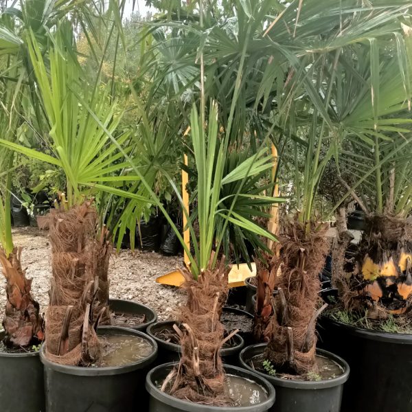 saksida tuylu palmiye izmir