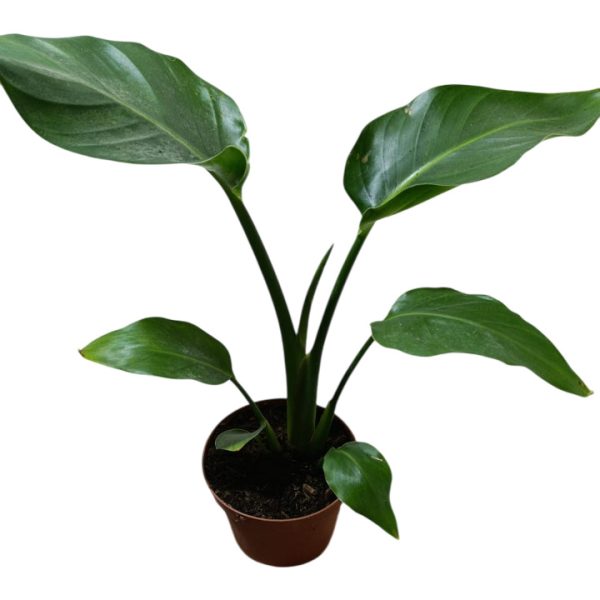 starlice cicegi bir yasinda