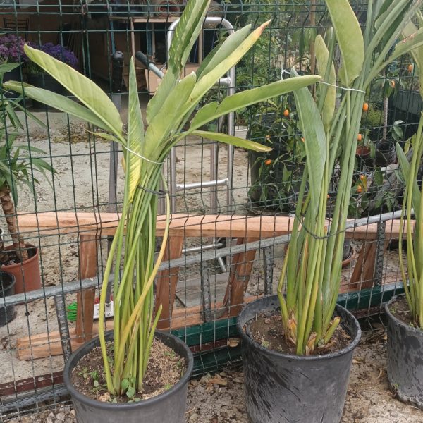 starlice cicegi saksida