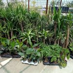 toptan cicek borsasi hakkimizda