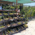 toptan cicek borsasi hakkimizda