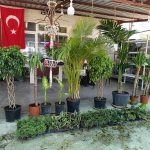 toptan cicek borsasi hakkimizda