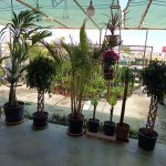 toptan cicek borsasi hakkimizda