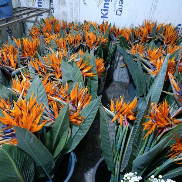 toptan starlice izmir