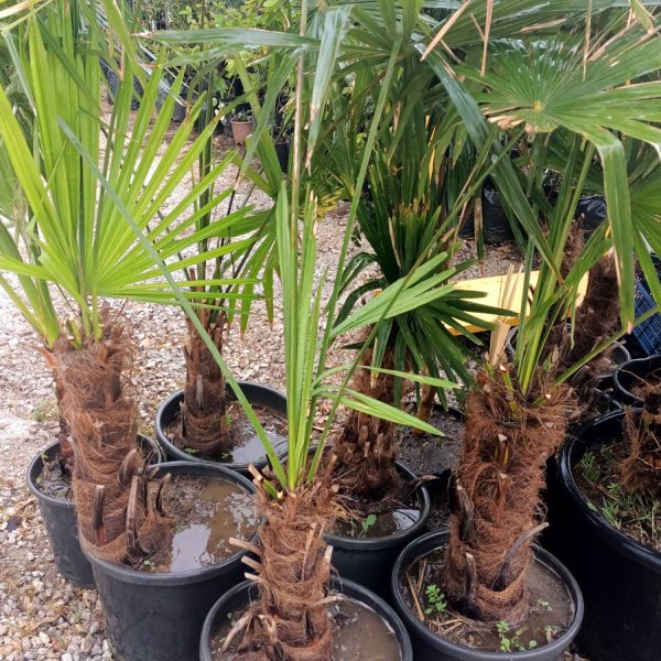 tuylu palmiye toptan