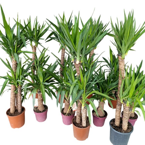 yucca bitkisi toptan